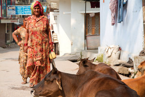 Cows on the street