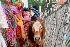 Cow on the Lakshman Jhula Bridge