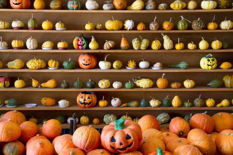 Pumpkin display at the pumpkin farm