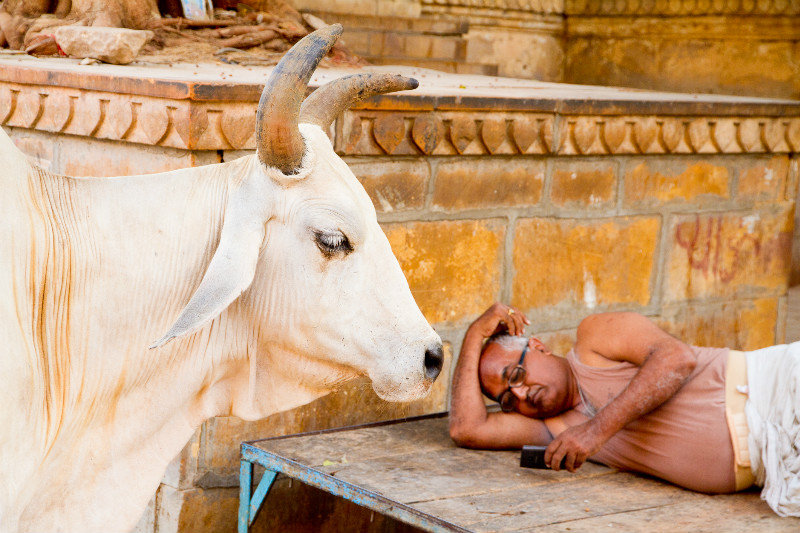 Cow and local resident chilling in the Jaisalmer Fort