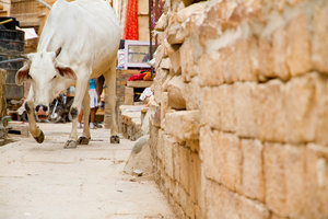Angry cow in the Jaisalmer Fort