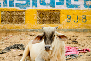 Jaisalmer Cow
