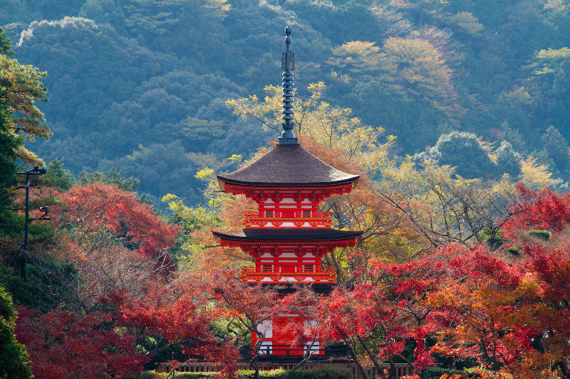在京都的楓葉季