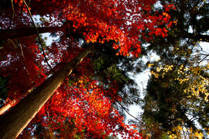 在京都的楓葉季