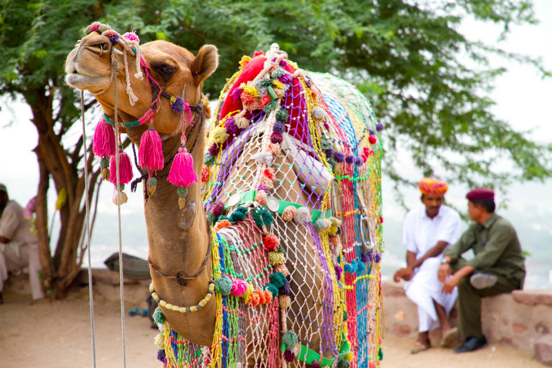 Camel at the Mehrangarh Fort