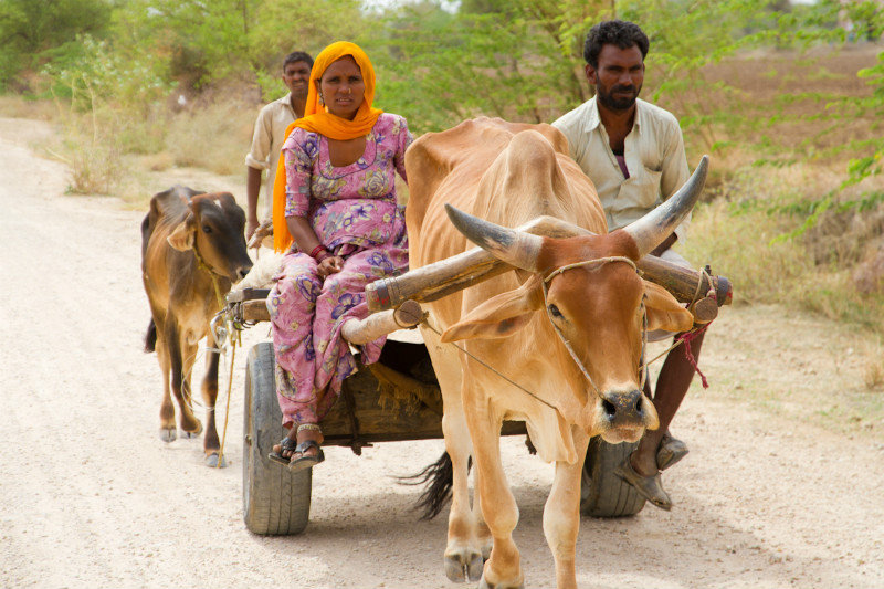 Ox cart in the Thar Desert