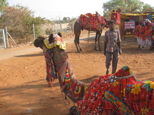 Camels at Chittaurgarh fort