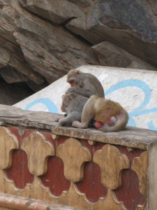 Macaque at Galta
