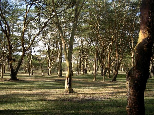 Forest at Lake Naivasha