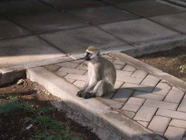 Monkey at Lake Nakuru