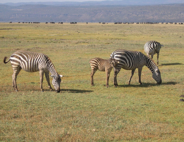 Zebras in Nakuru Park
