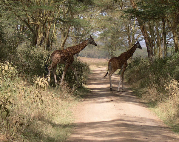 Giraffes in Nakuru Park