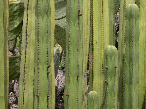 Cacti at the Botanical Garden