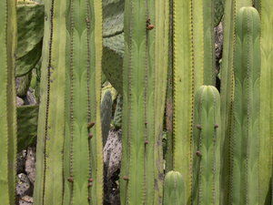 Cacti at the Botanical Garden