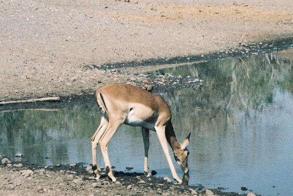 Antilop drinking water