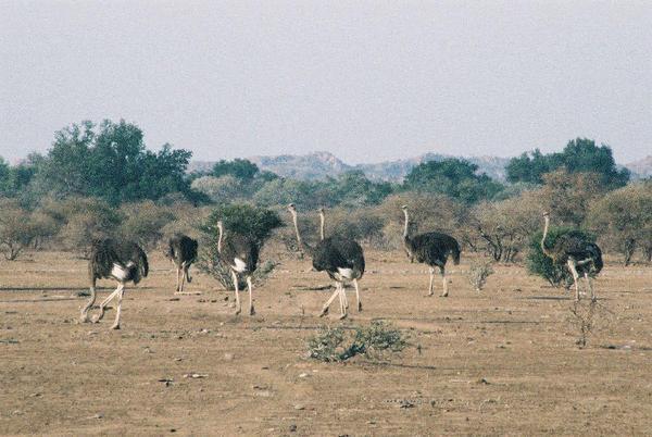 An ostrich group