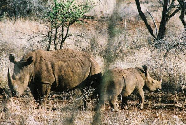 A rhino family