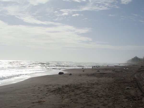 Beach in Tortuguero1