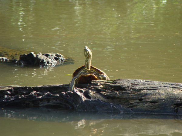 Turtle in Tortuguero