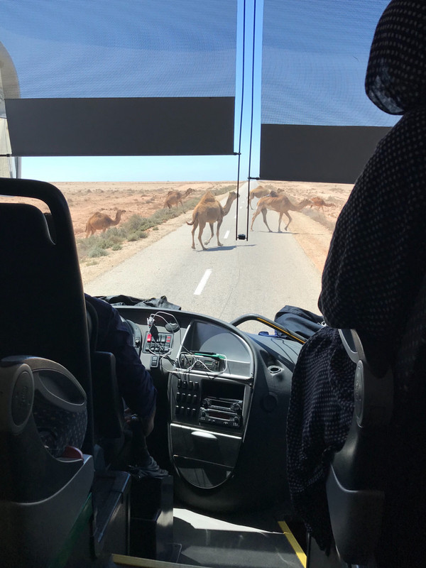 Camel crossing in the Sahara 