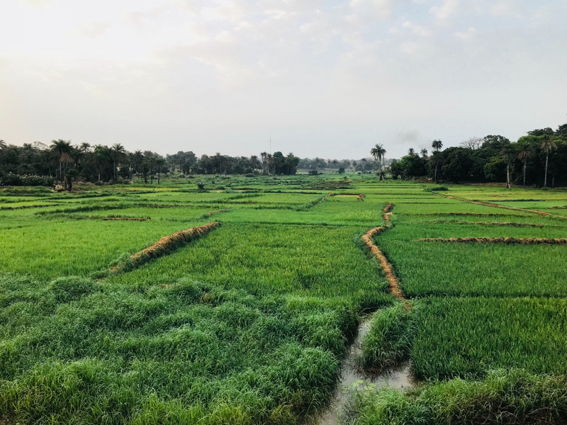 Rice fields in Bissau 
