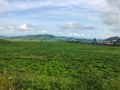 Tea plantation on route to Buea