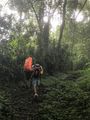 Climbing through the humid jungle 