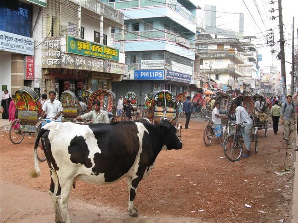 Cow Street Barisal
