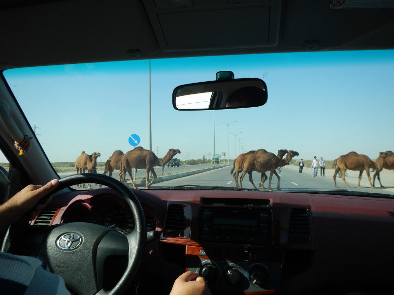 Camel Crossing, Karakum Desert