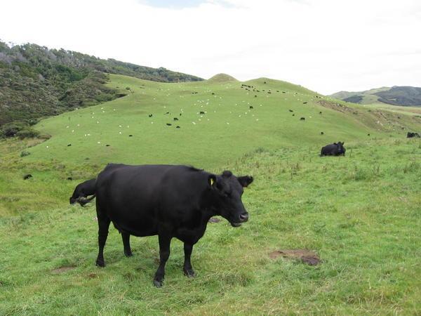 Some cows and sheeps