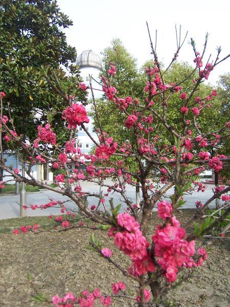 Peach blossoms obscure the view to the Technology Building