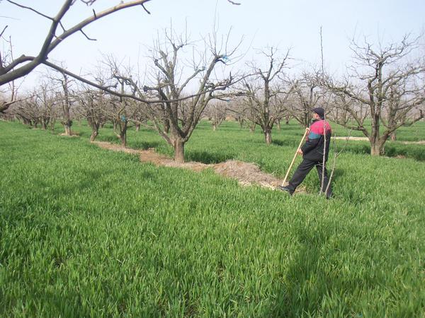 Arthur's older brother prepares the site, where the father is buried for the ritual offering.