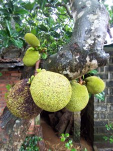 This prized Jackfruit is growing on the Island of Hainan, of the coast of South China. 