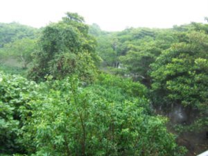 Mangrove surround the Island of Hainan
