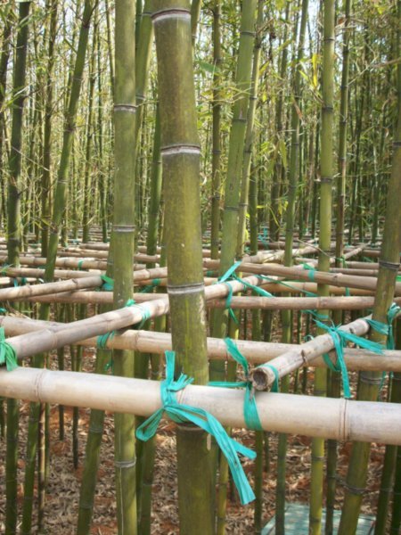 Every stalk of bamboo will have an equal chance to mature.