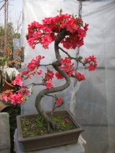 The Chinese art of "penjing" is the forerunner to the Japanese bonsai.