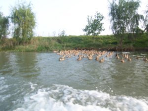A flock of ducks escape the path of our boat.