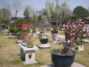 Arboritum of Yangzhou,  Photo #2