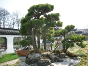 Arboritum of Yangzhou,  Photo #3