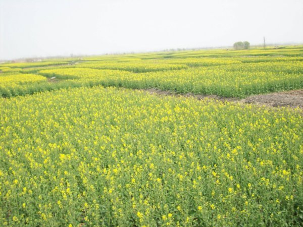 Outing to visit the Rape-seed fields of Taizhou, Photo #9