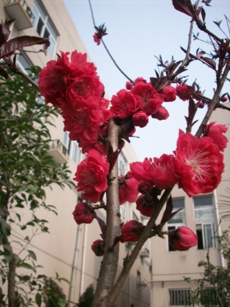Spectacular peach blossoms grace the campus of Taizhou Teachers College