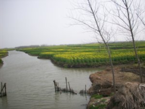 Outing to visit the Rape-seed fields of Taizhou, Photo #6