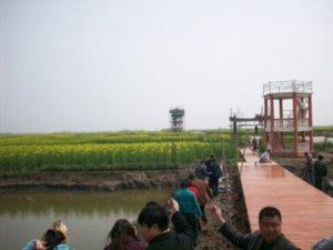 Outing to visit the Rape-seed fields of Taizhou, Photo #7
