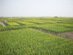Outing to visit the Rape-seed fields of Taizhou, Photo #8