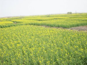Outing to visit the Rape-seed fields of Taizhou, Photo #9