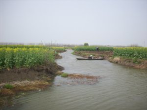 Outing to visit the Rape-seed fields of Taizhou, Photo #12