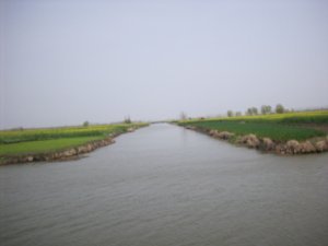 Outing to visit the Rape-seed fields of Taizhou, Photo #14