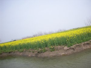Outing to visit the Rape-seed fields of Taizhou, Photo #15