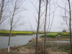 Outing to visit the Rape-seed fields of Taizhou, Photo #21