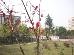 Spring 2008, Photos from the Campus of Taizhou Teachers College, Photo #2